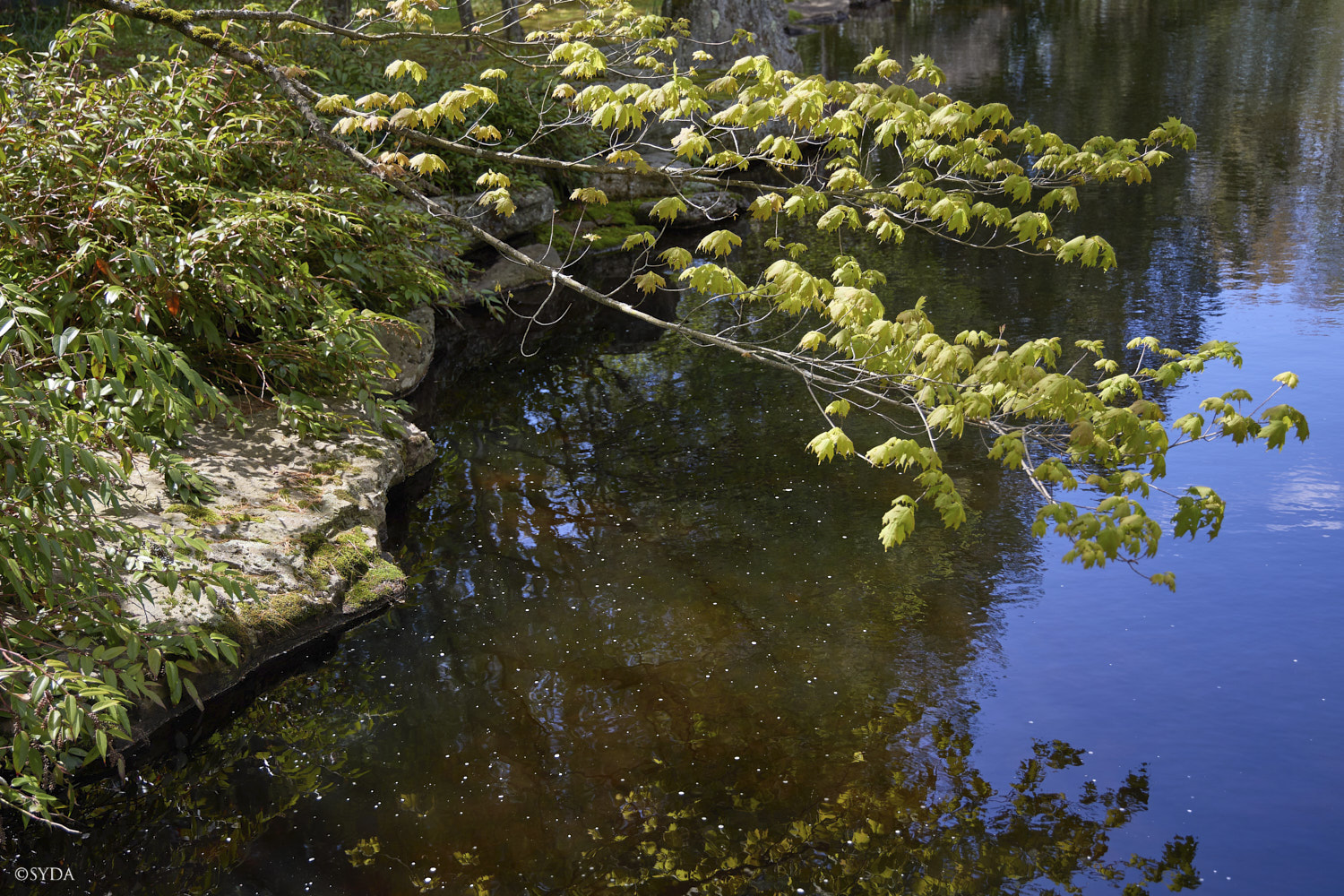 Nature Image