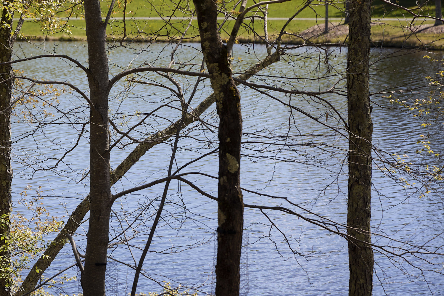 Nature Image