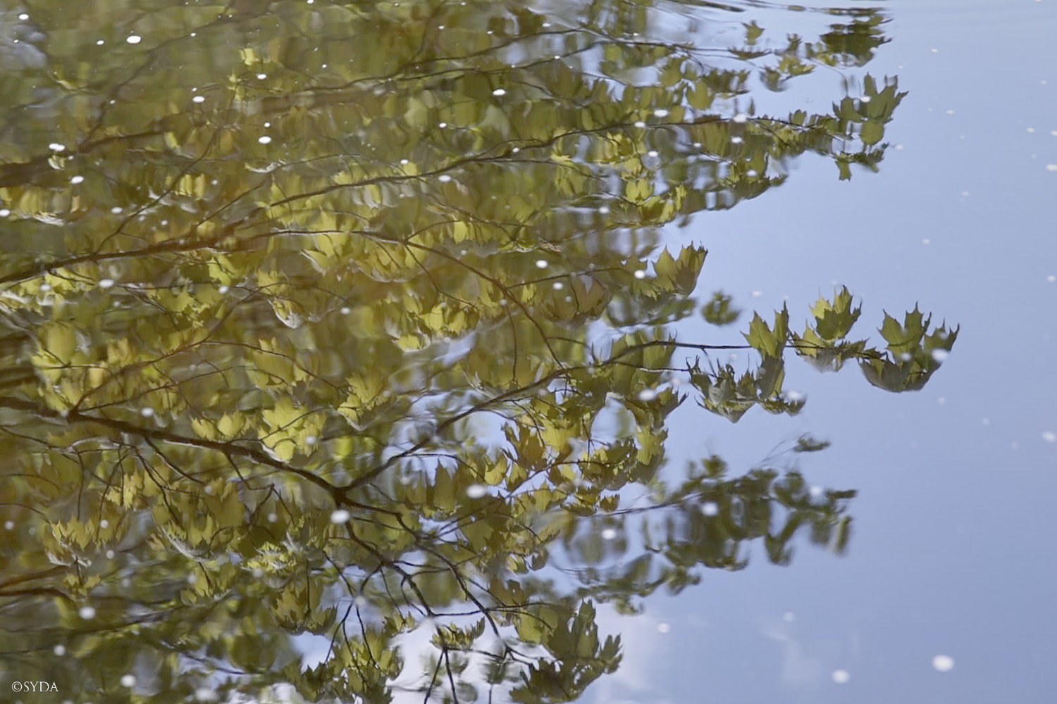 Nature Image