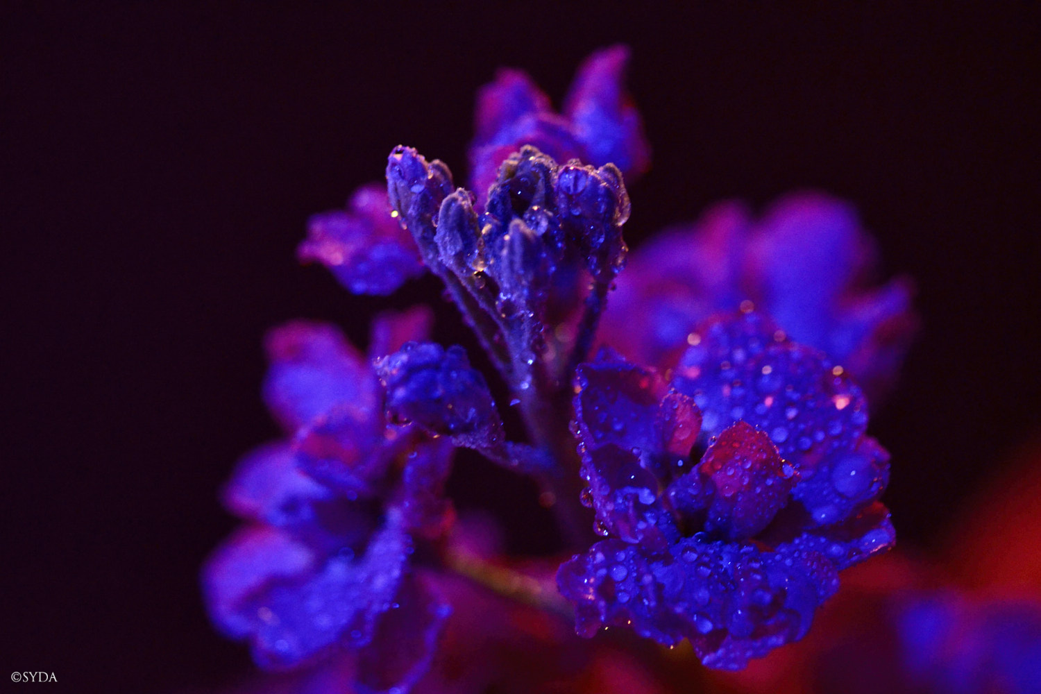 Nature Image