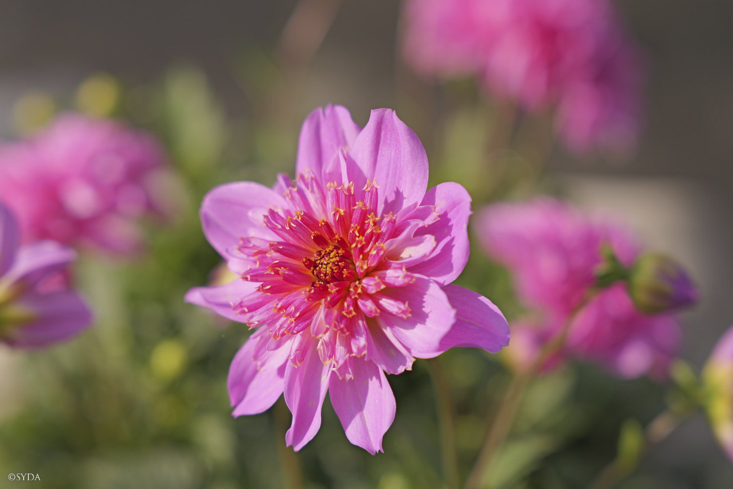 Nature Image