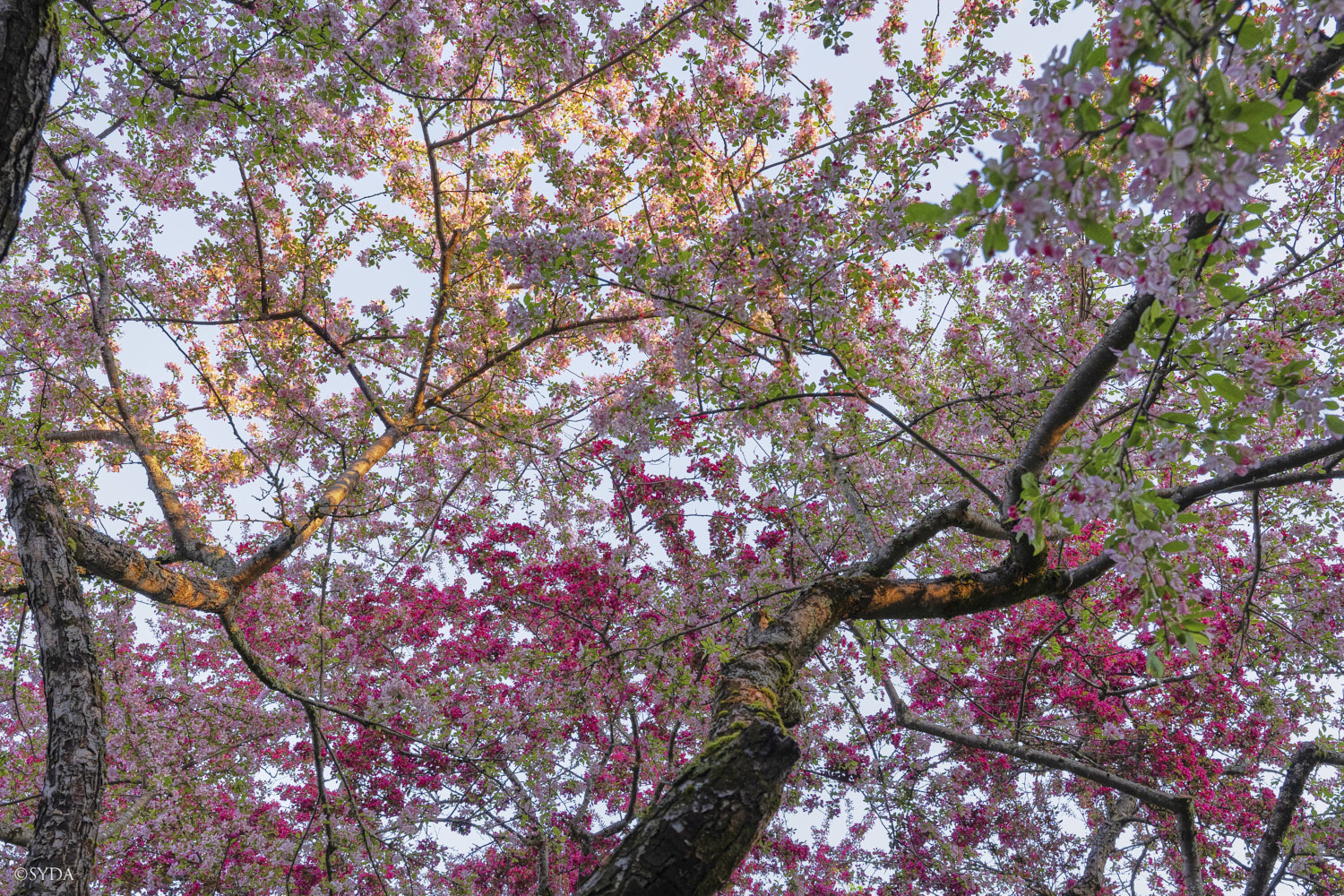 Nature Image
