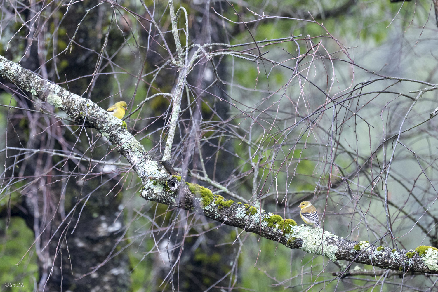 Nature Image