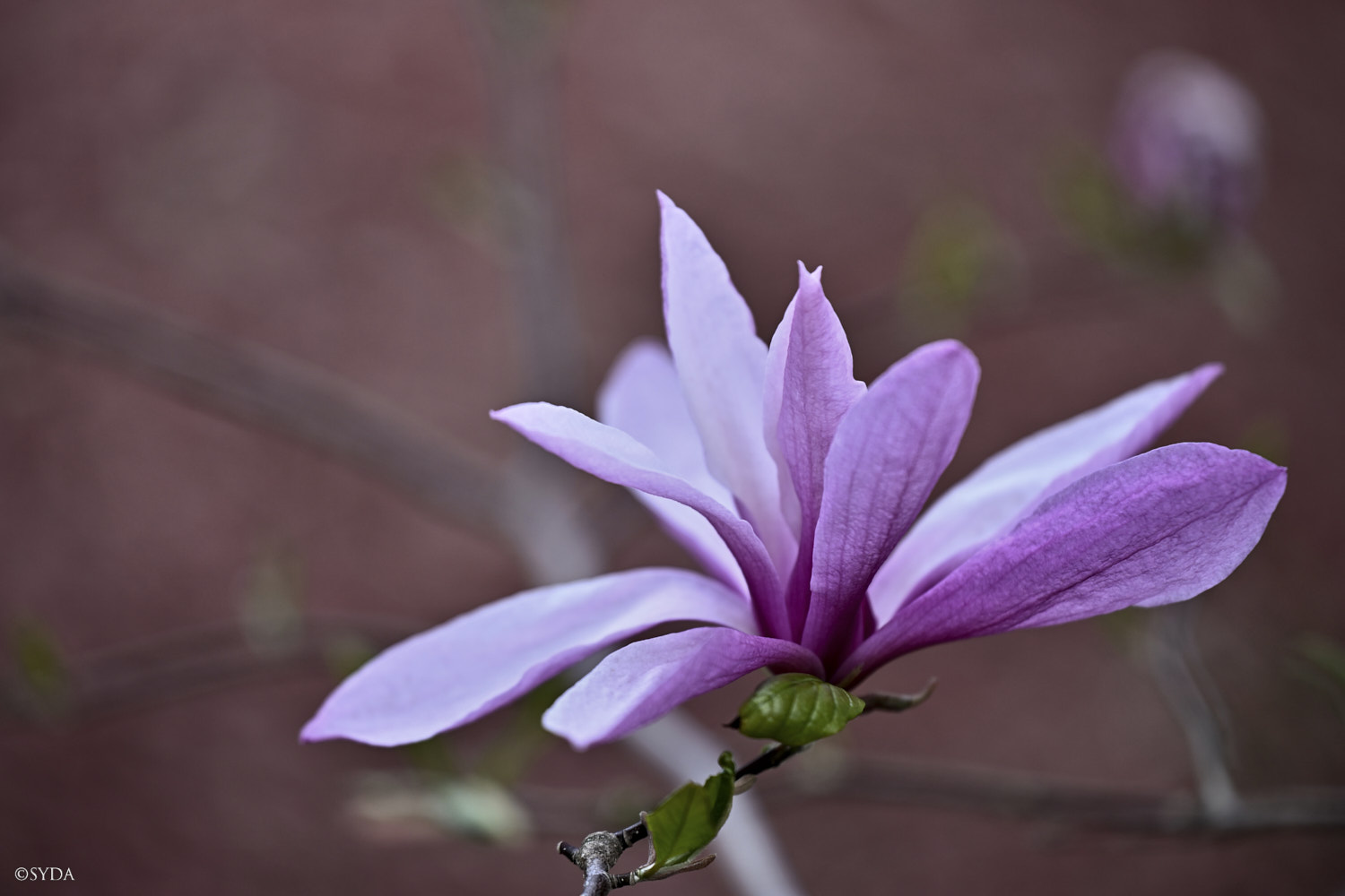 Nature Image