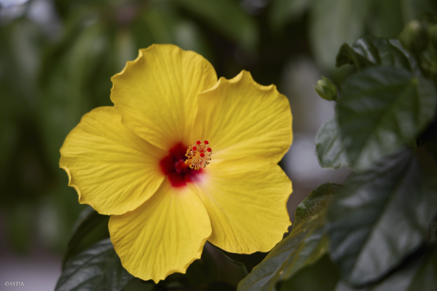Nature Image
