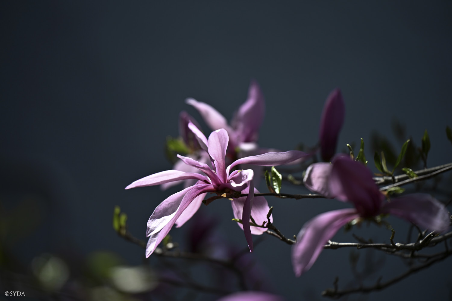 Nature Image