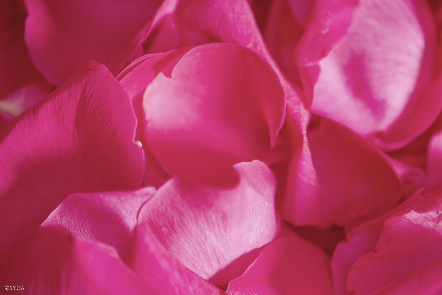 Nature Image