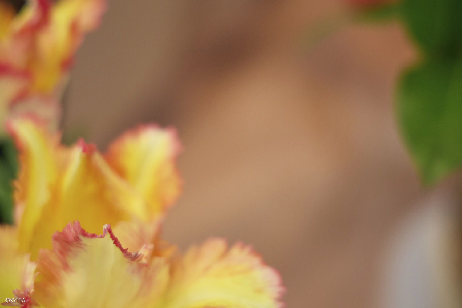 Nature Image
