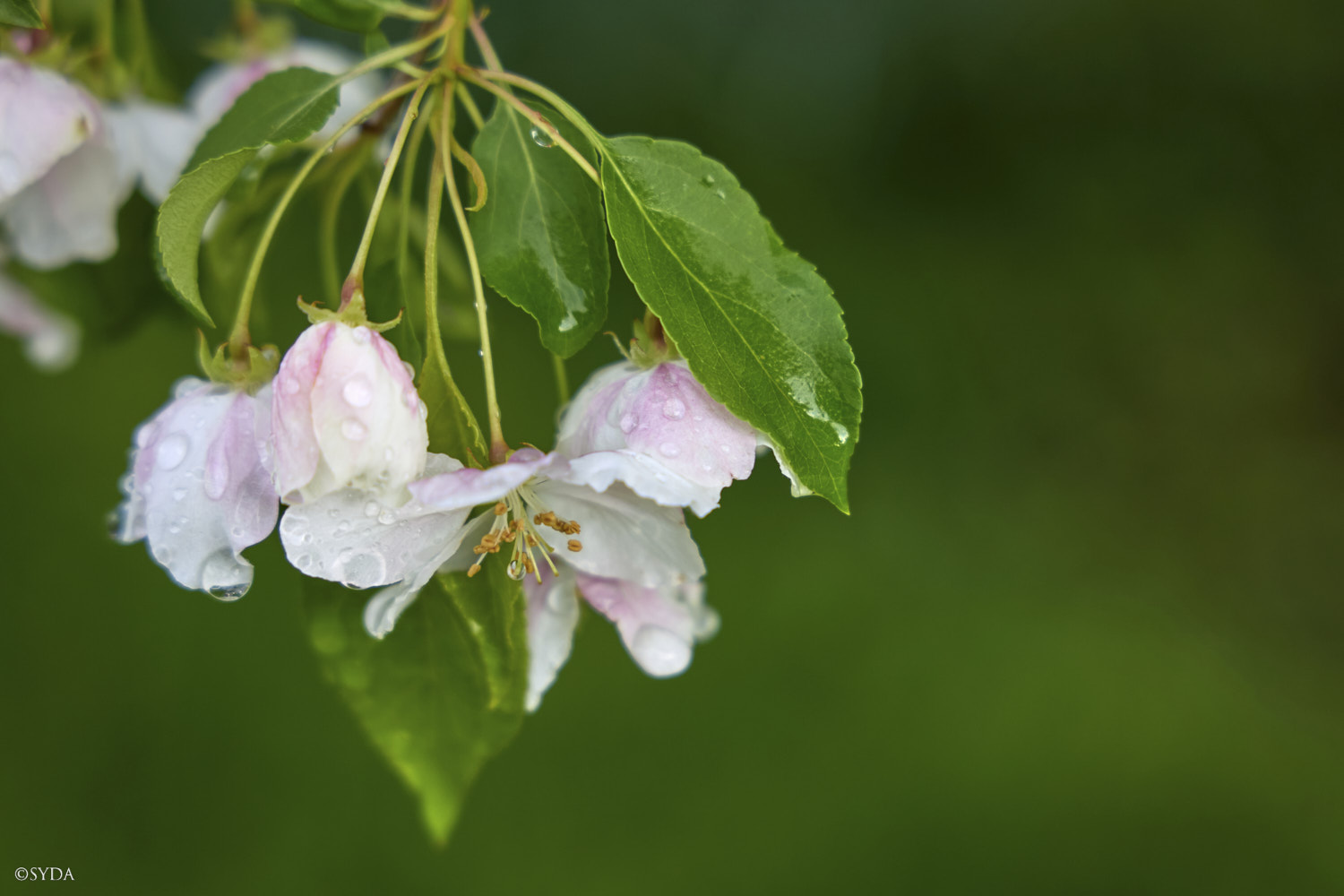 Nature Image