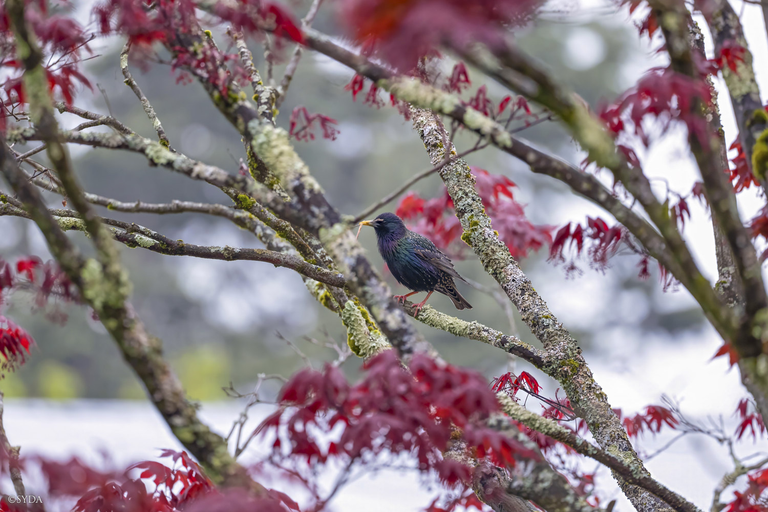 Nature Image