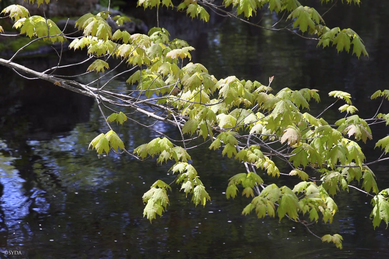 Nature Image