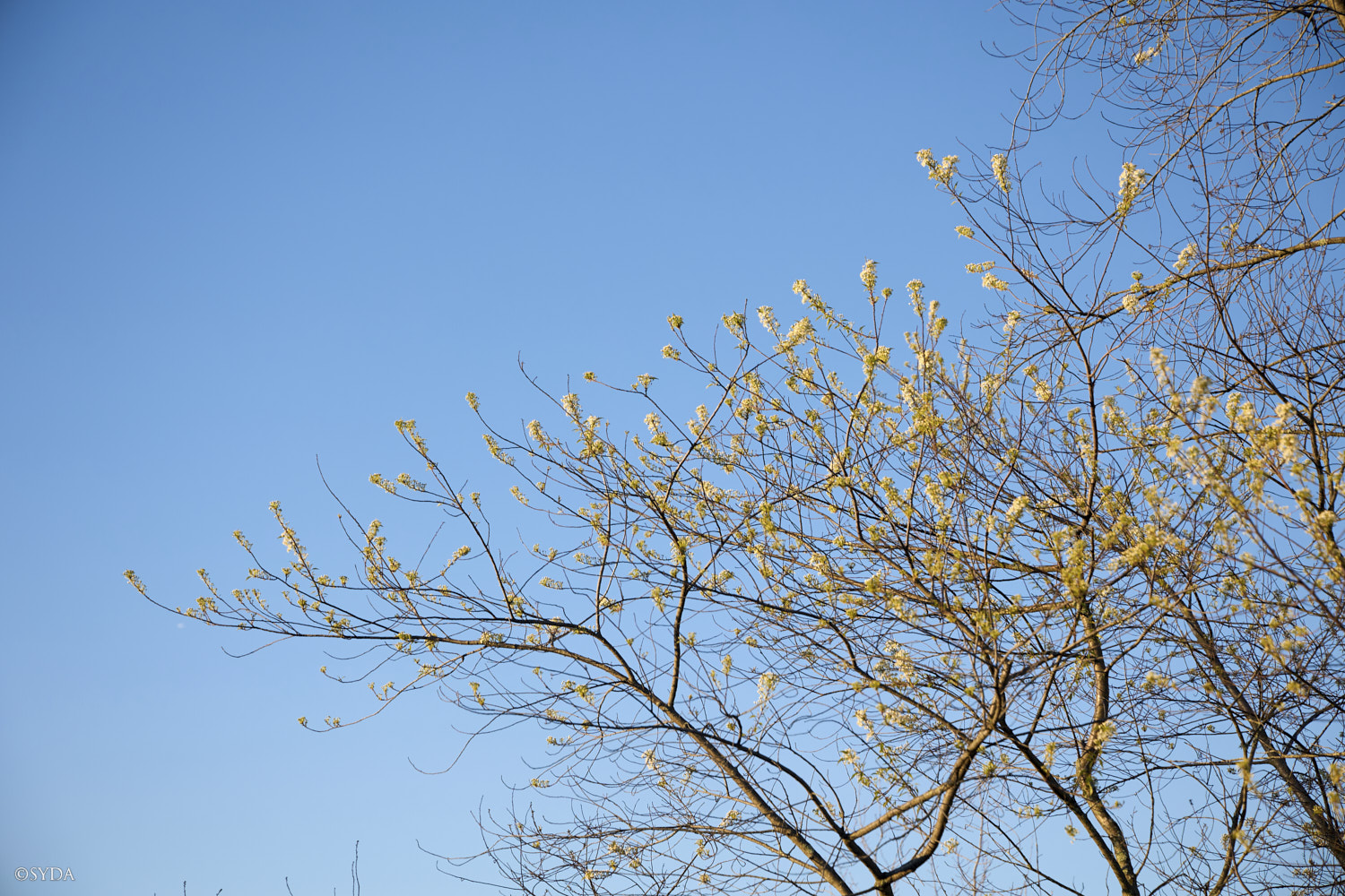 Nature Image