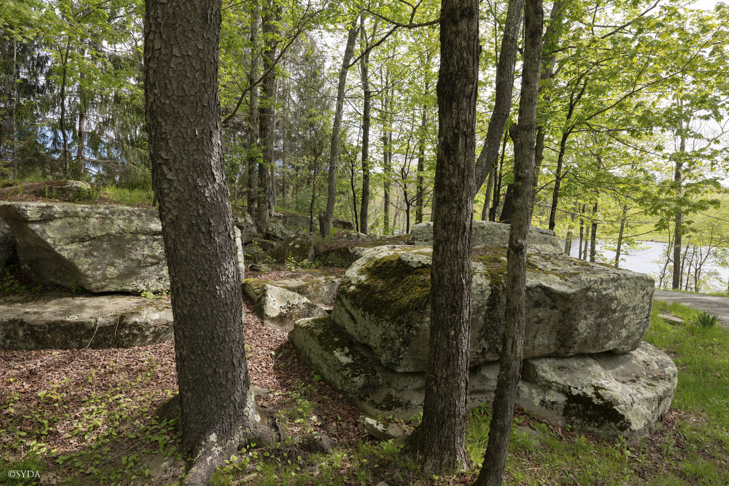 Nature Image