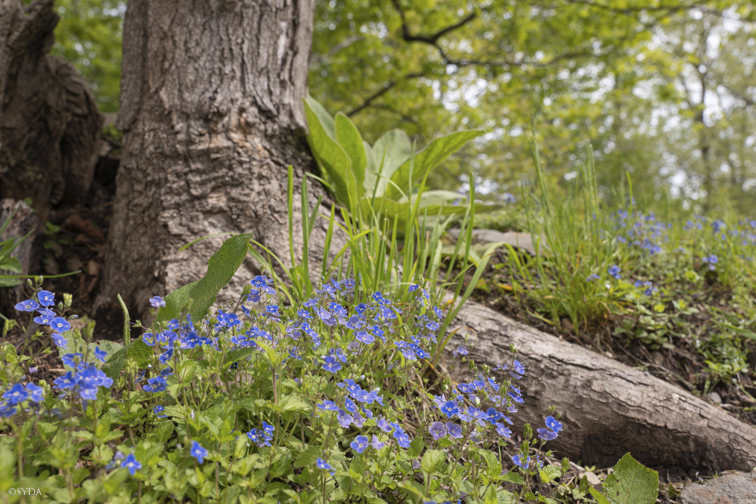 Nature Image