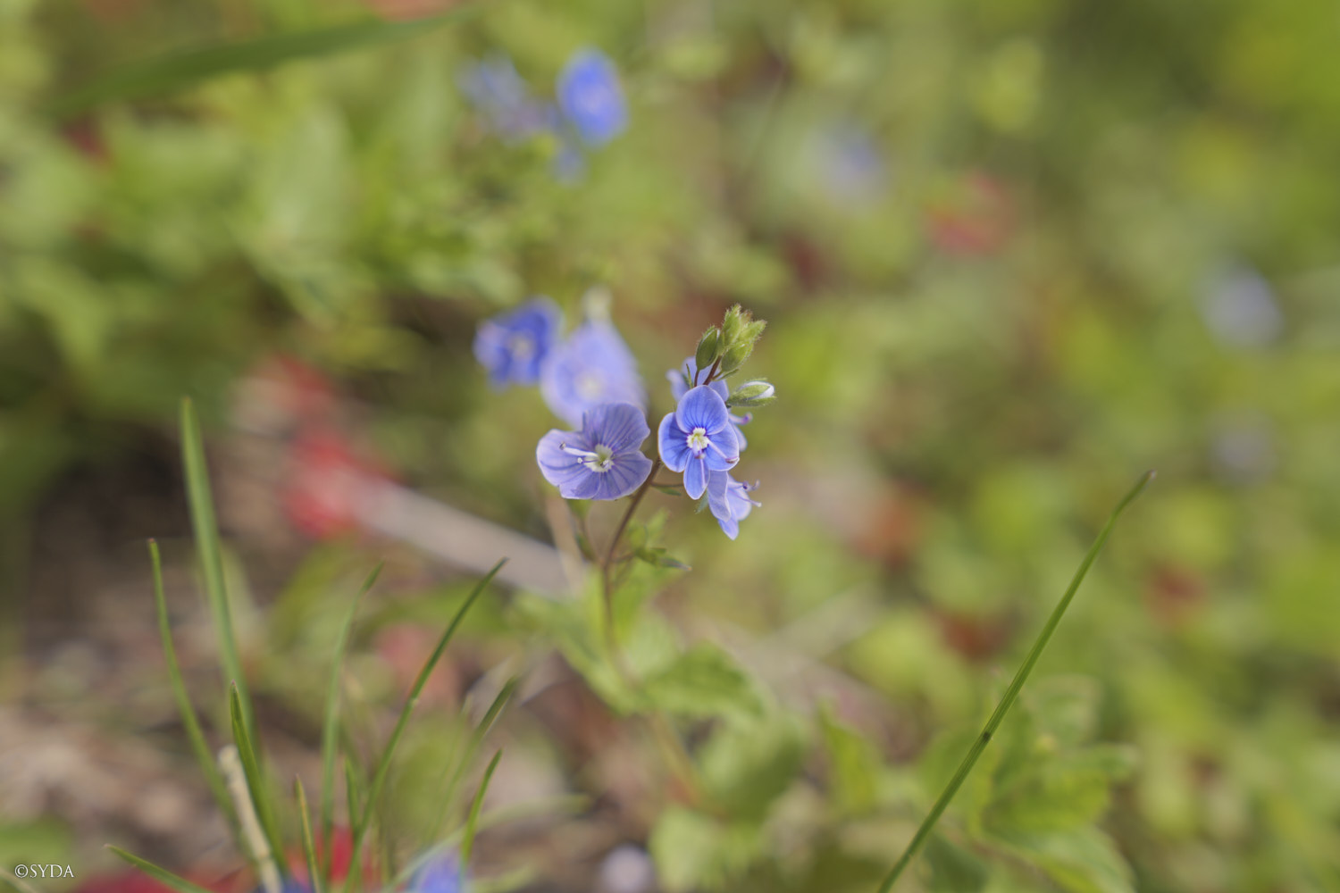 Nature Image
