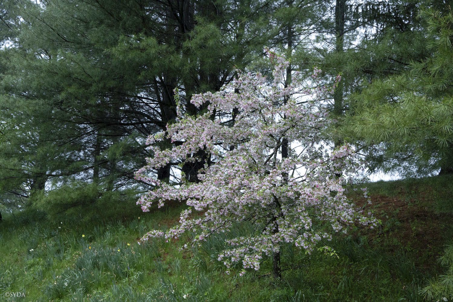 Nature Image