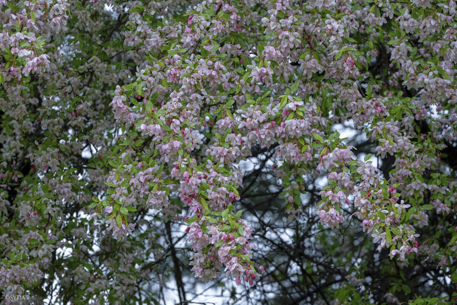 Nature Image