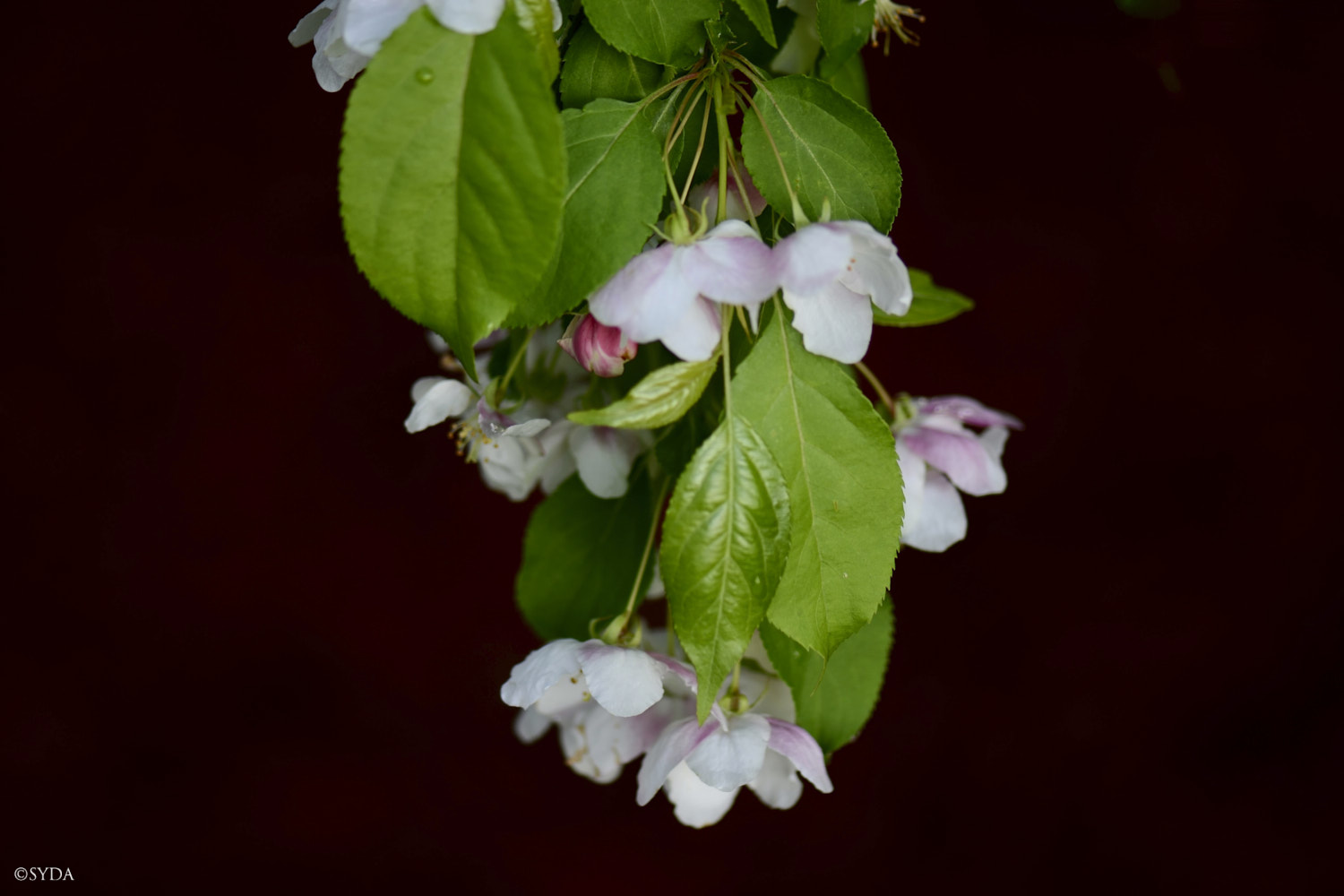 Nature Image