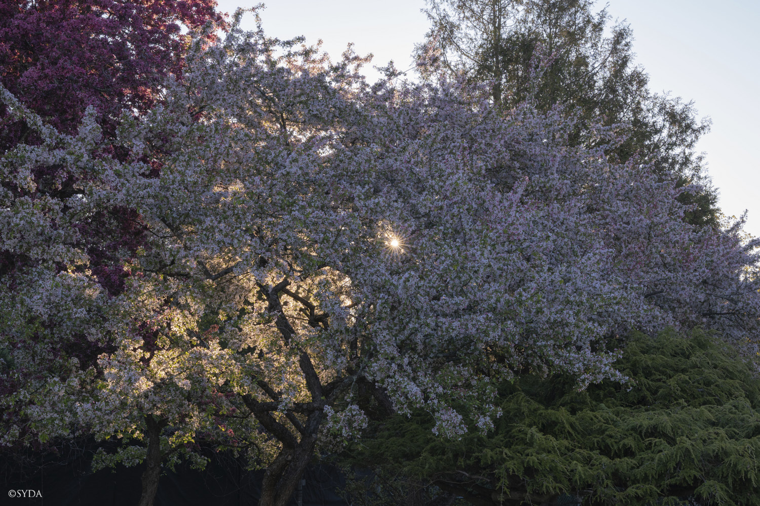 Nature Image
