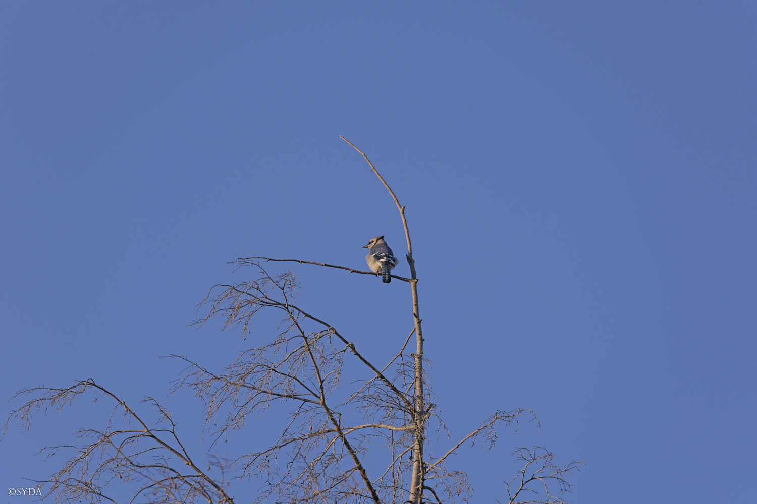 Nature Image