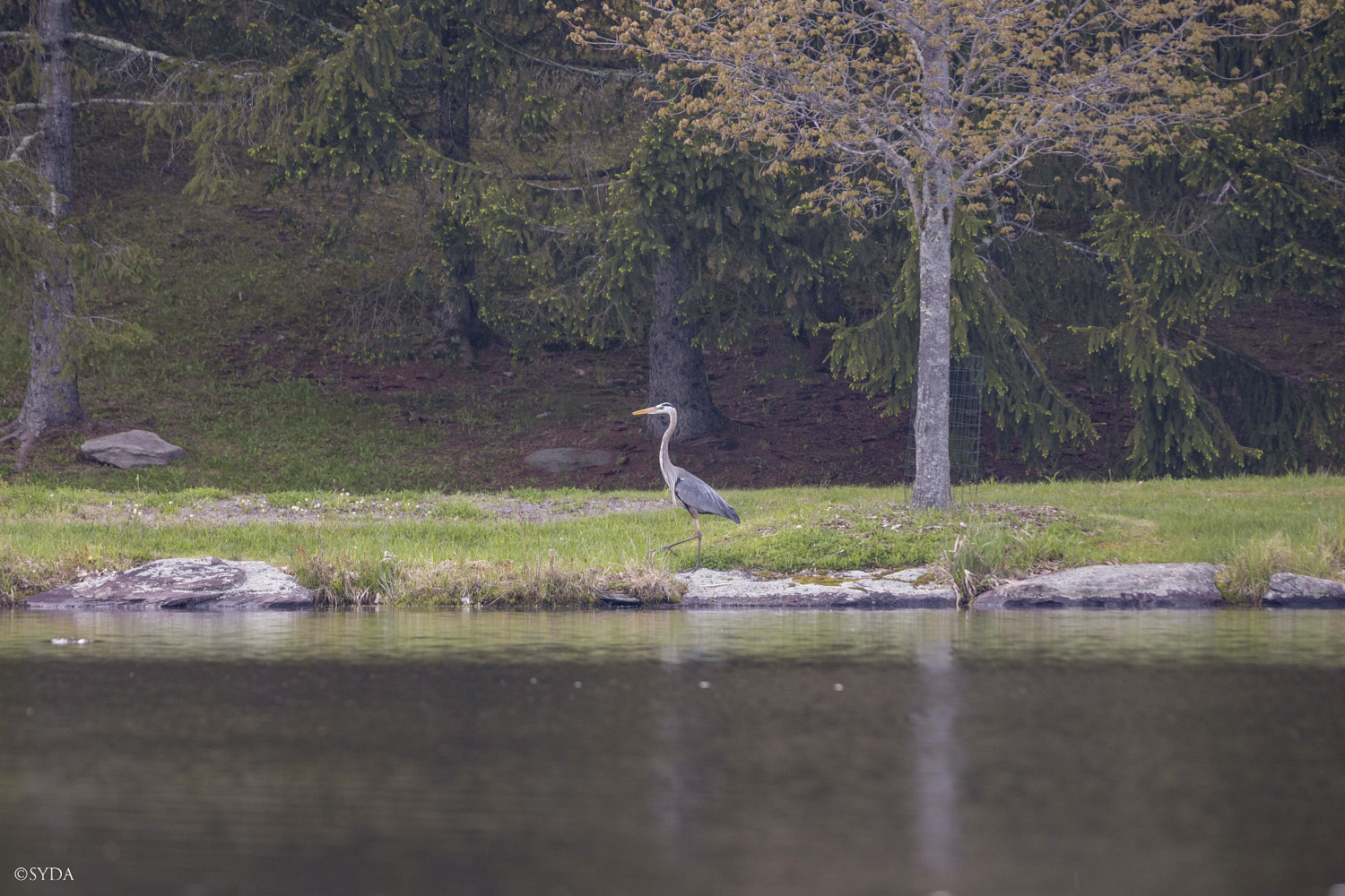 Nature Image