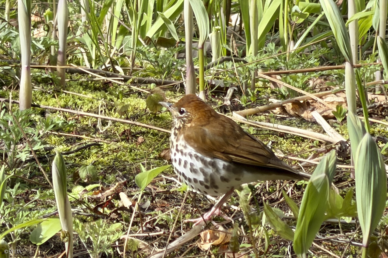 Nature Image