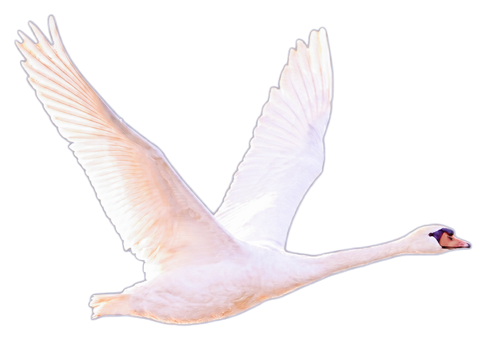 Swan flying