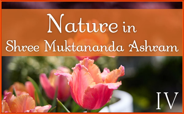 Nature Gallery IV in May in Shree Muktananda Ashram