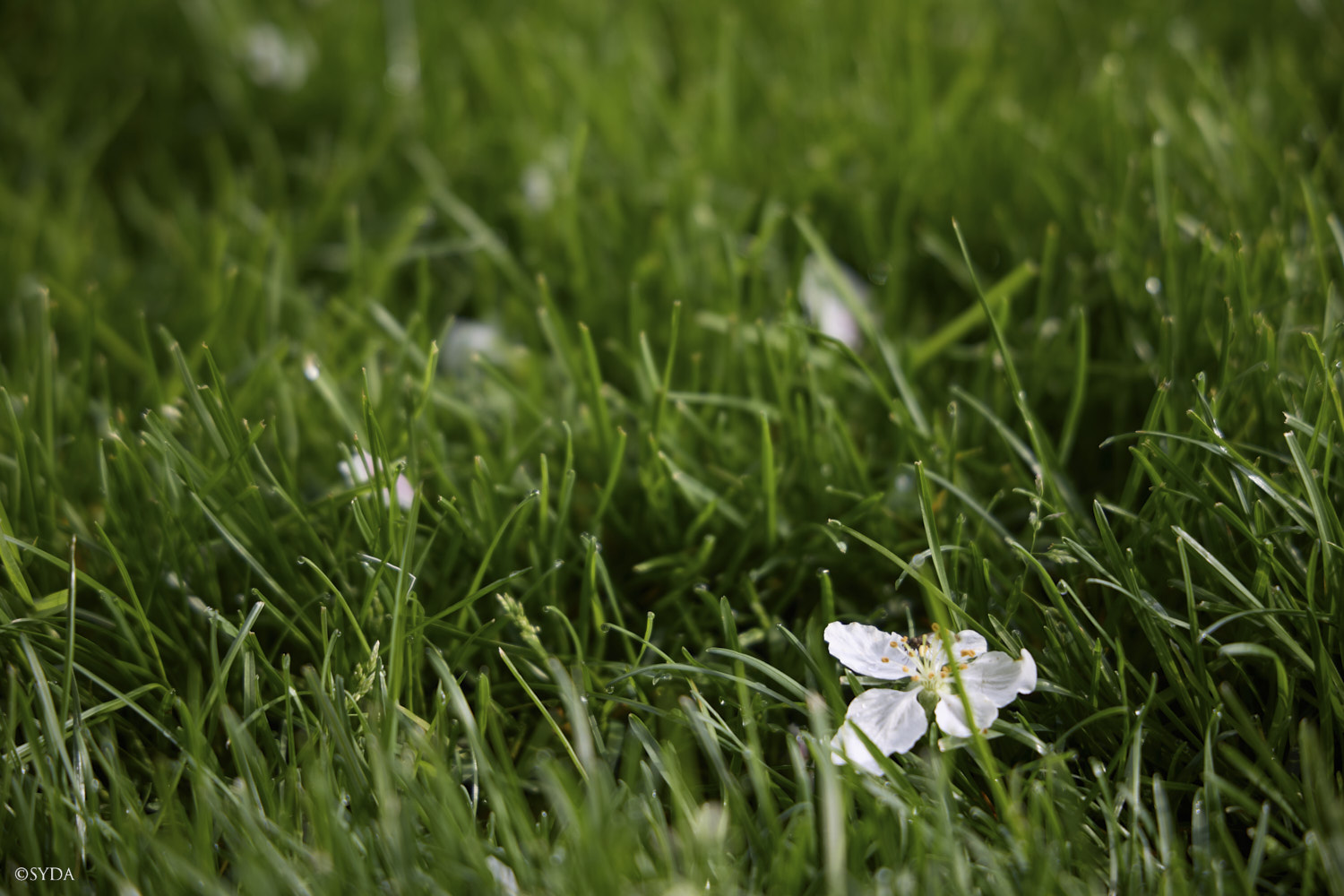 Nature Image