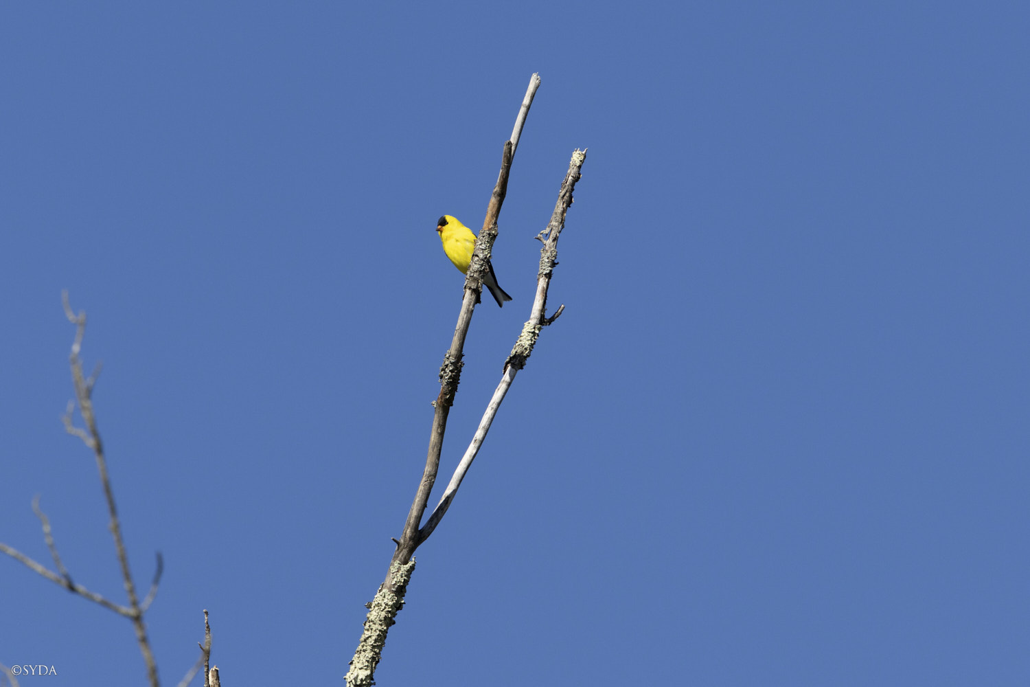 Nature Image