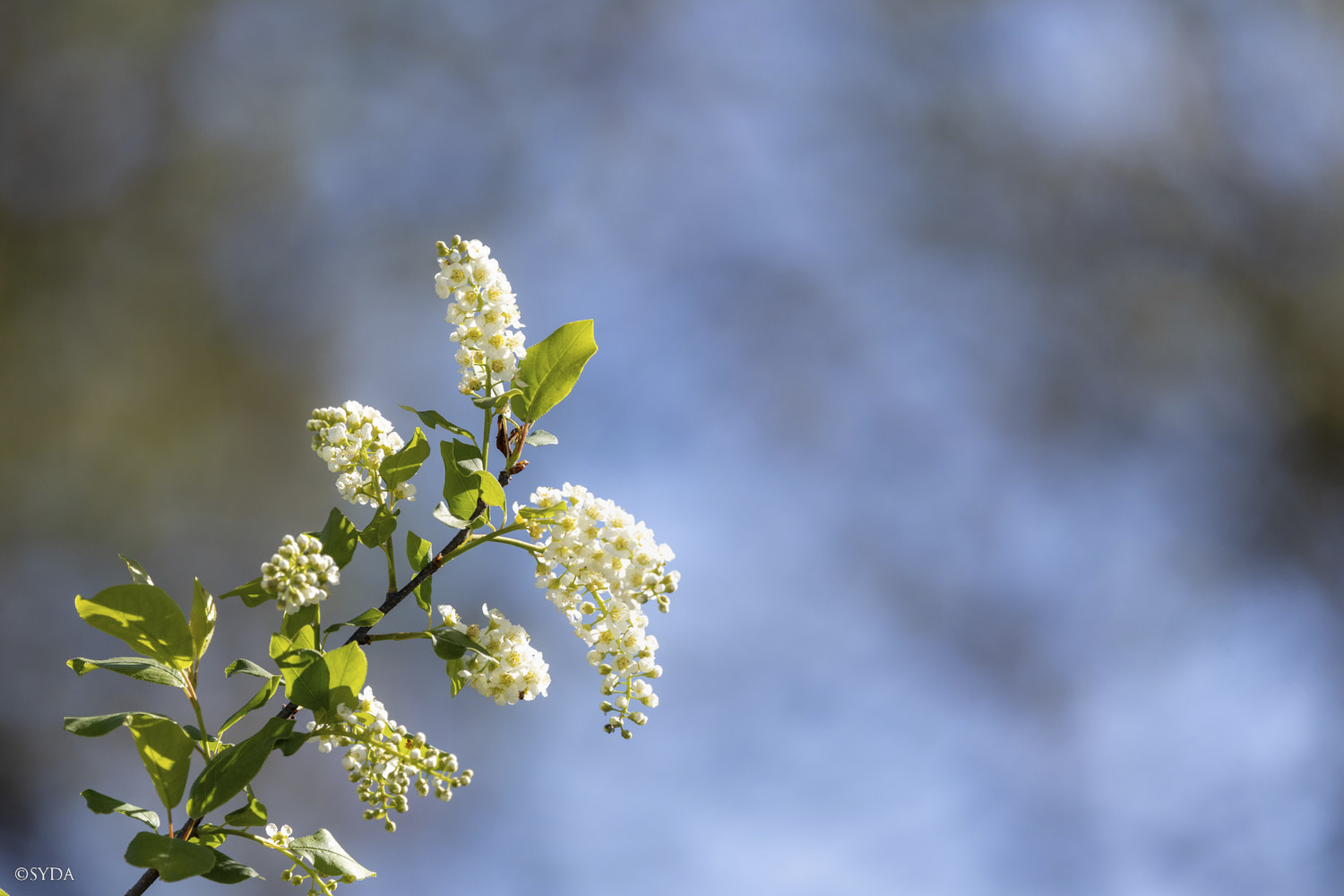 Nature Image