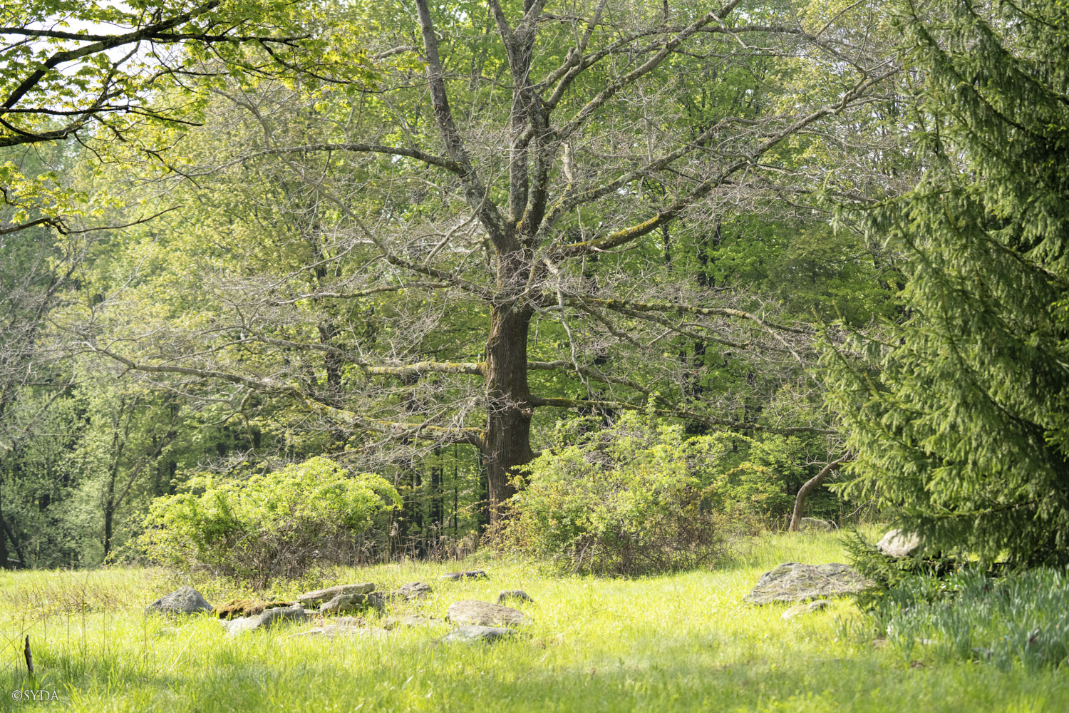 Nature Image