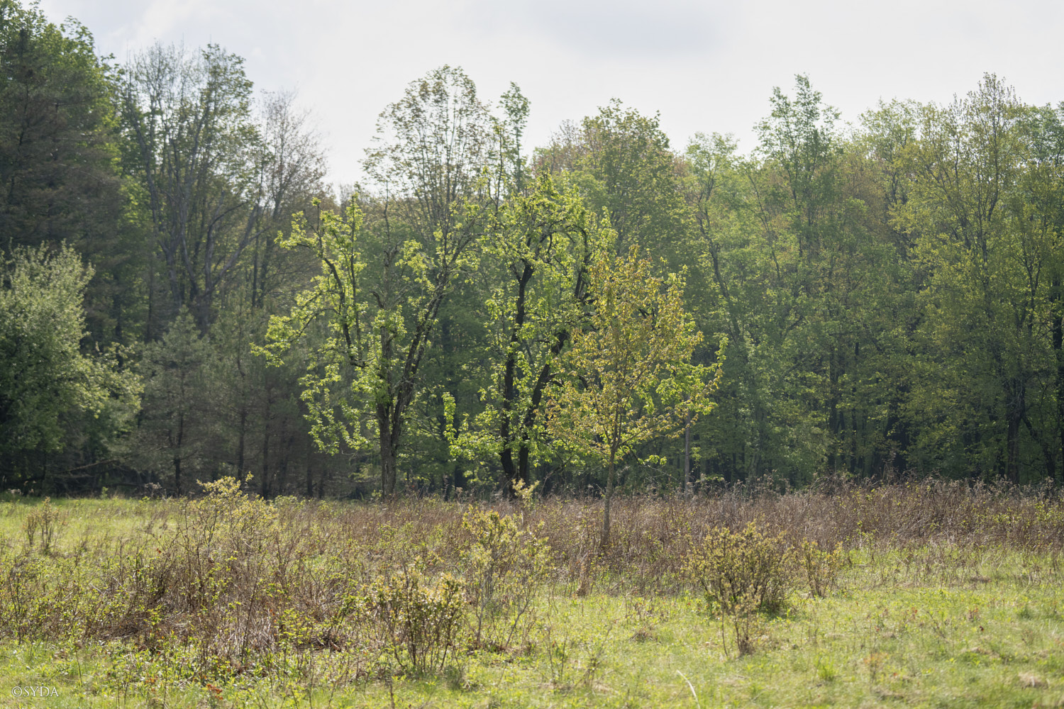 Nature Image