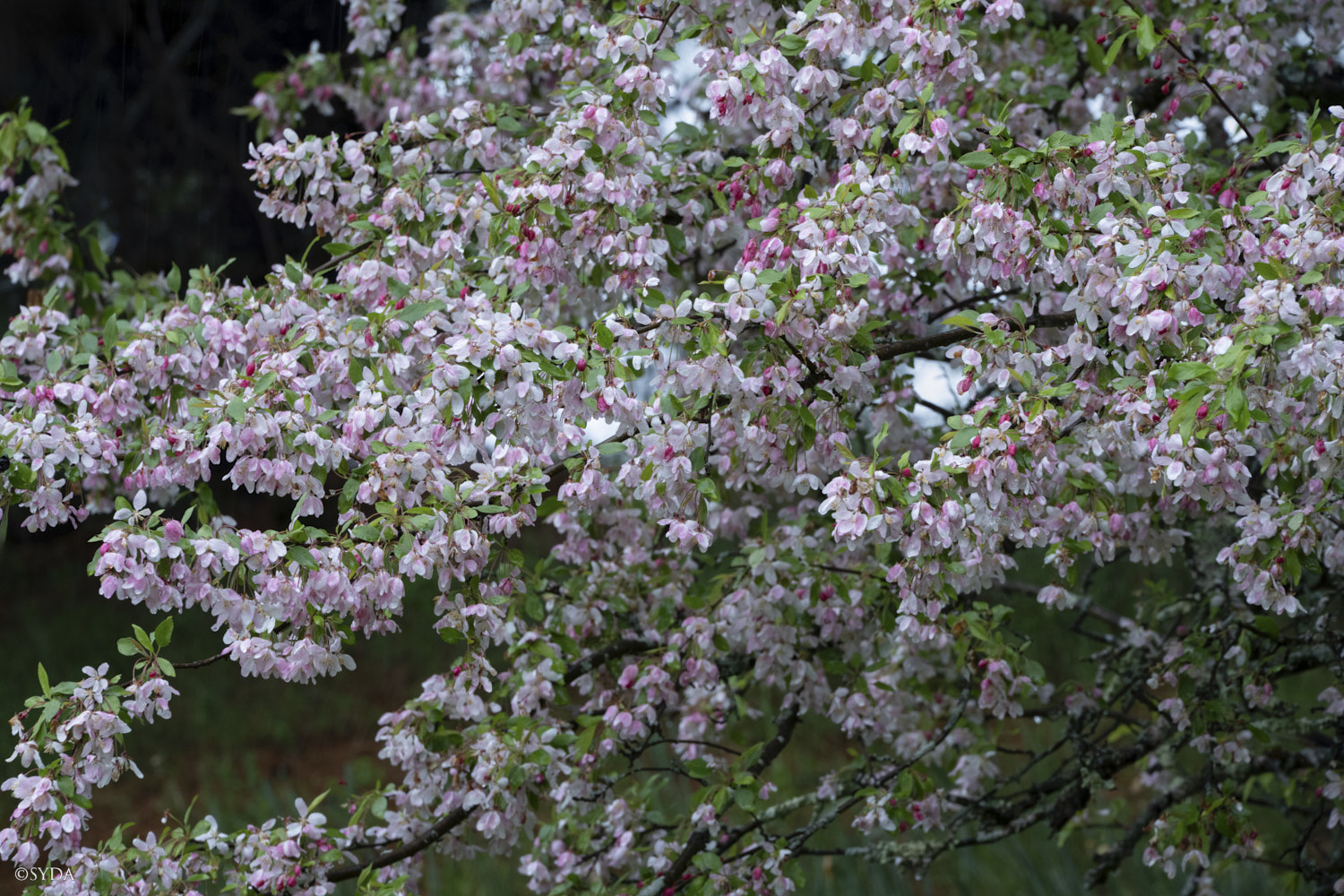 Nature Image