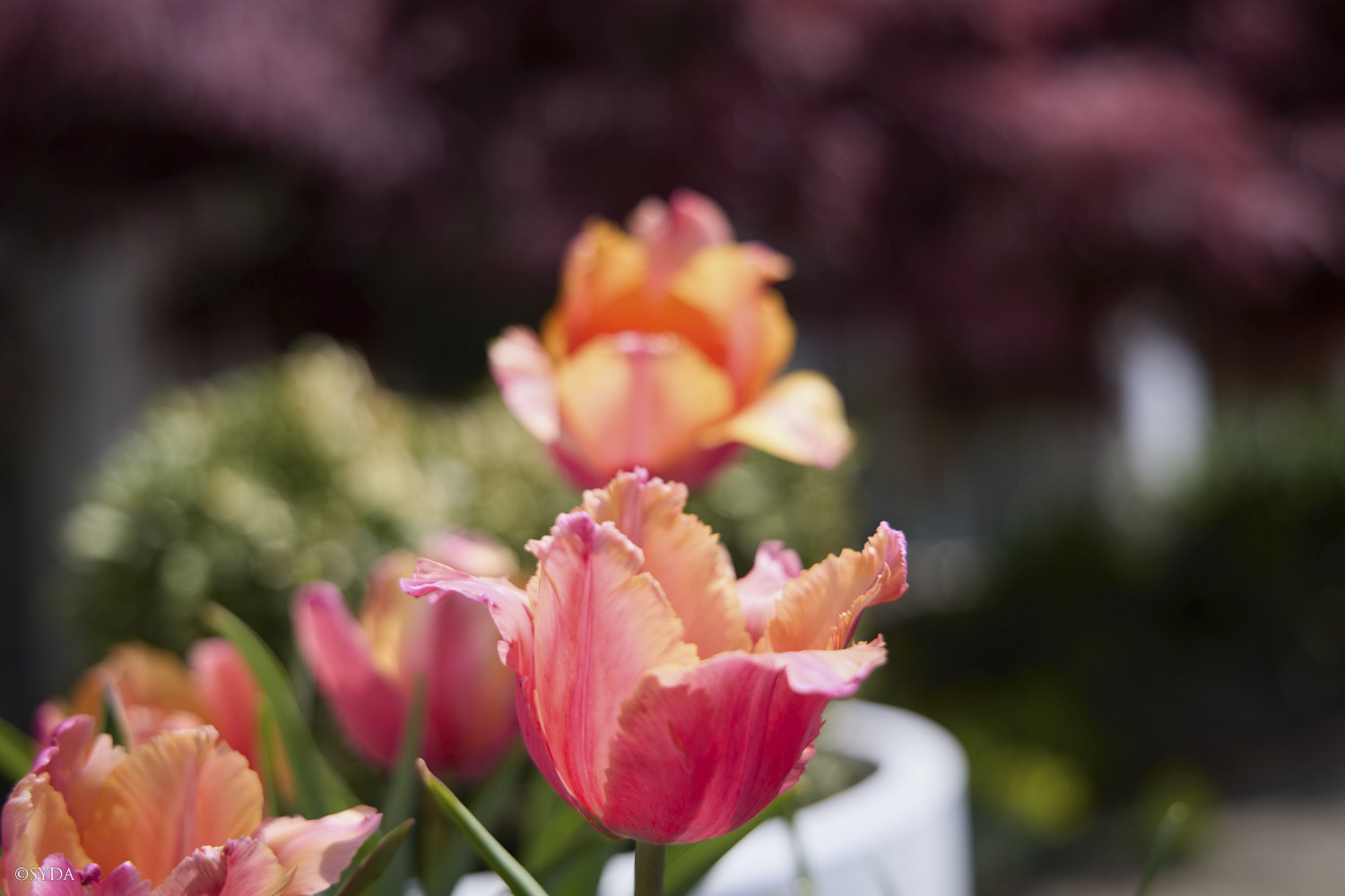 Nature Image