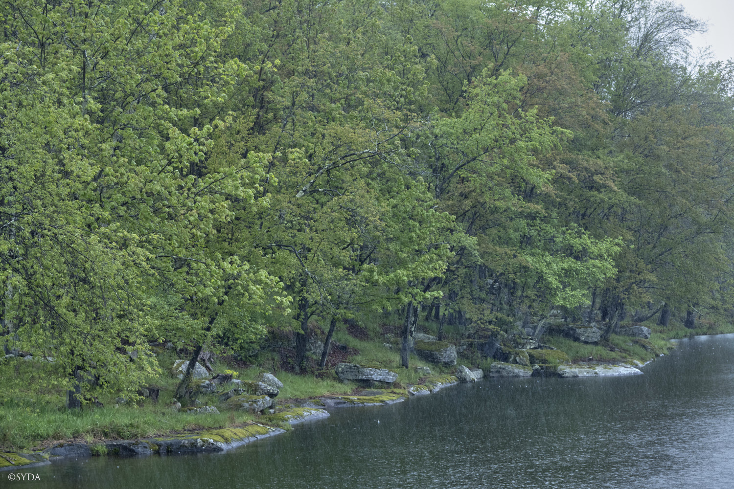 Nature Image