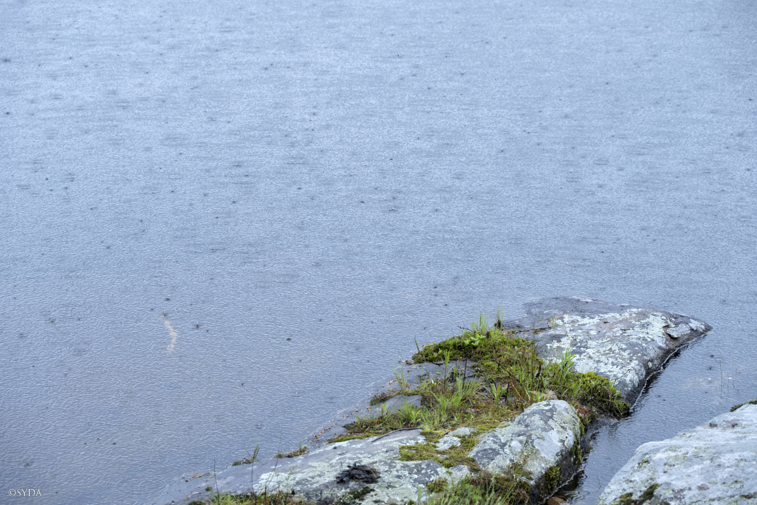 Nature Image