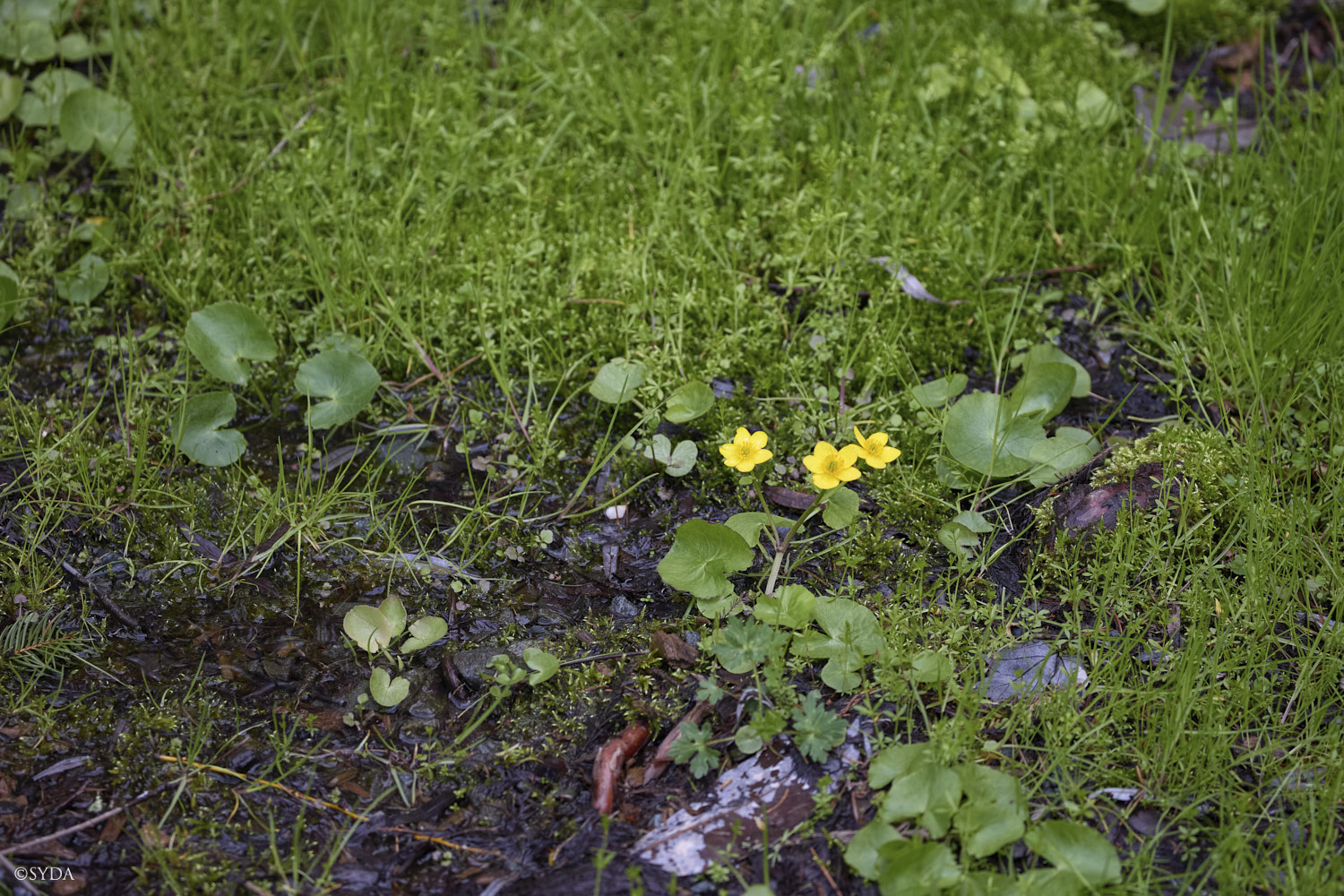 Nature Image