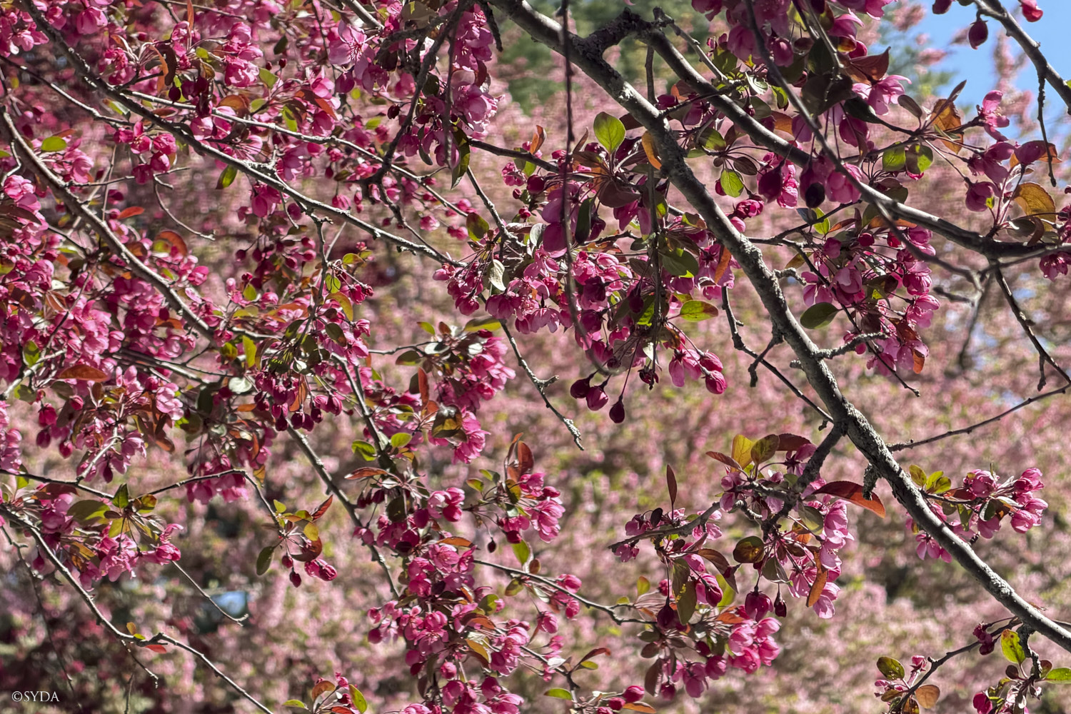 Nature Image