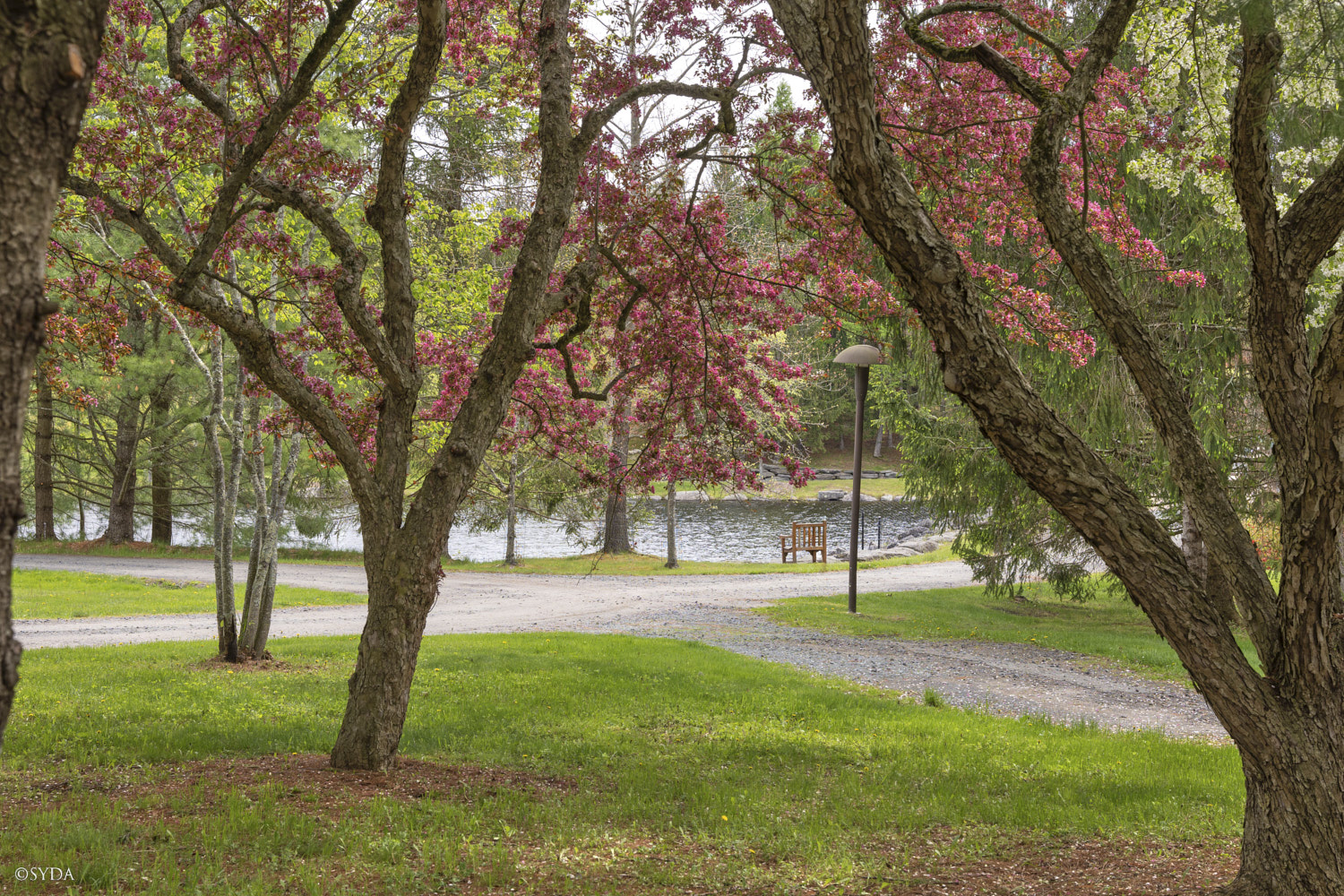 Nature Image
