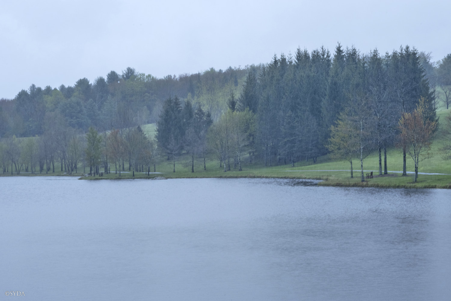 Nature Image