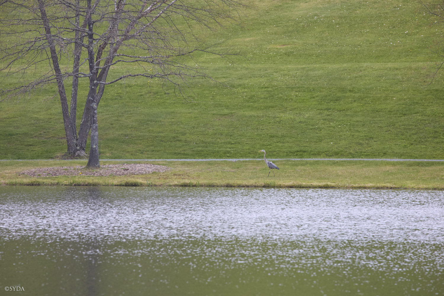 Nature Image