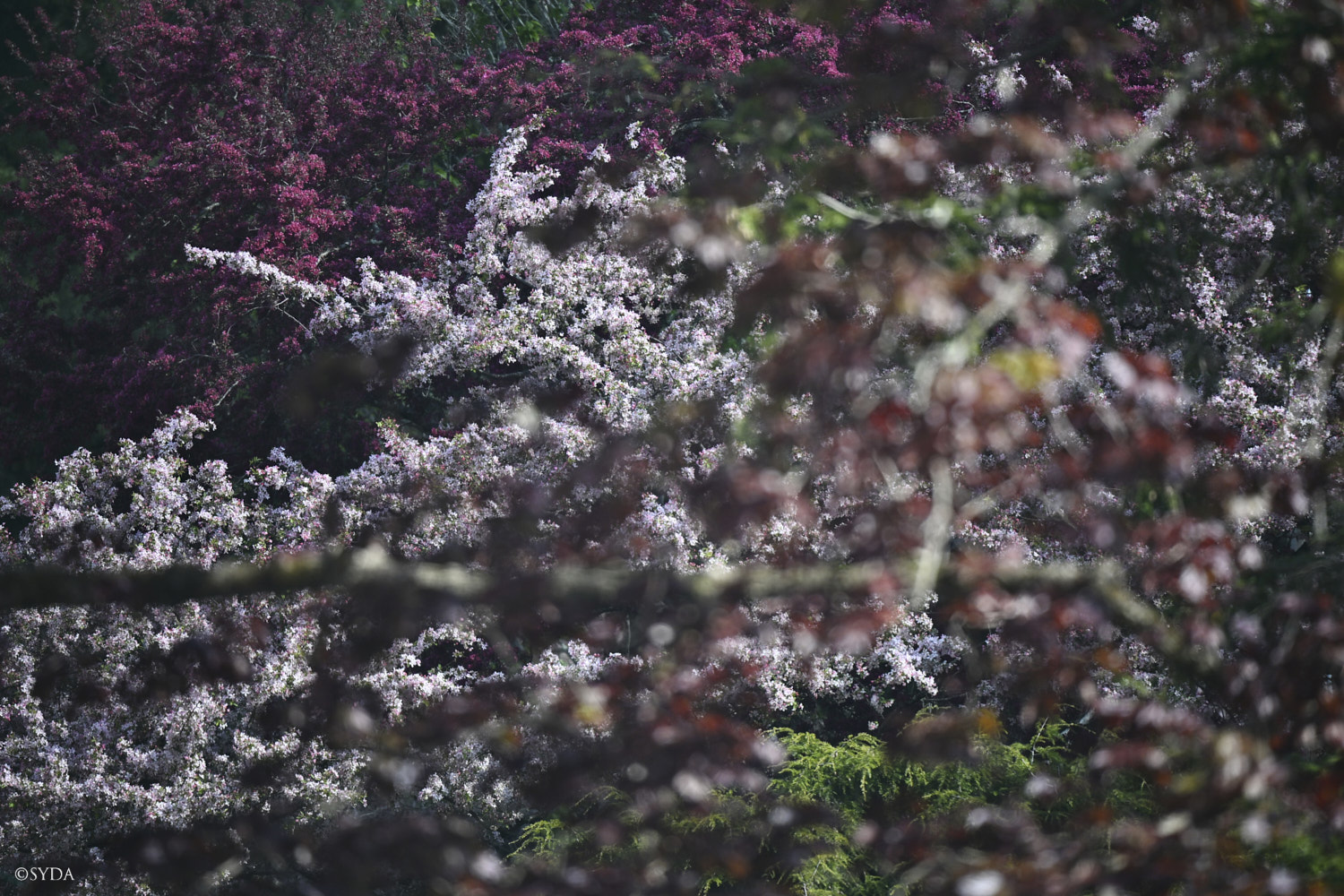 Nature Image