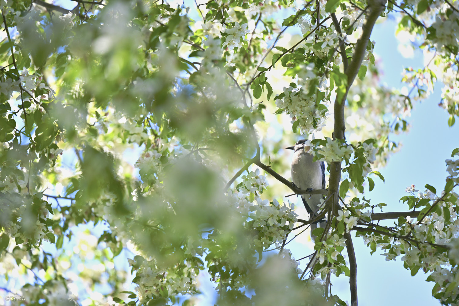 Nature Image
