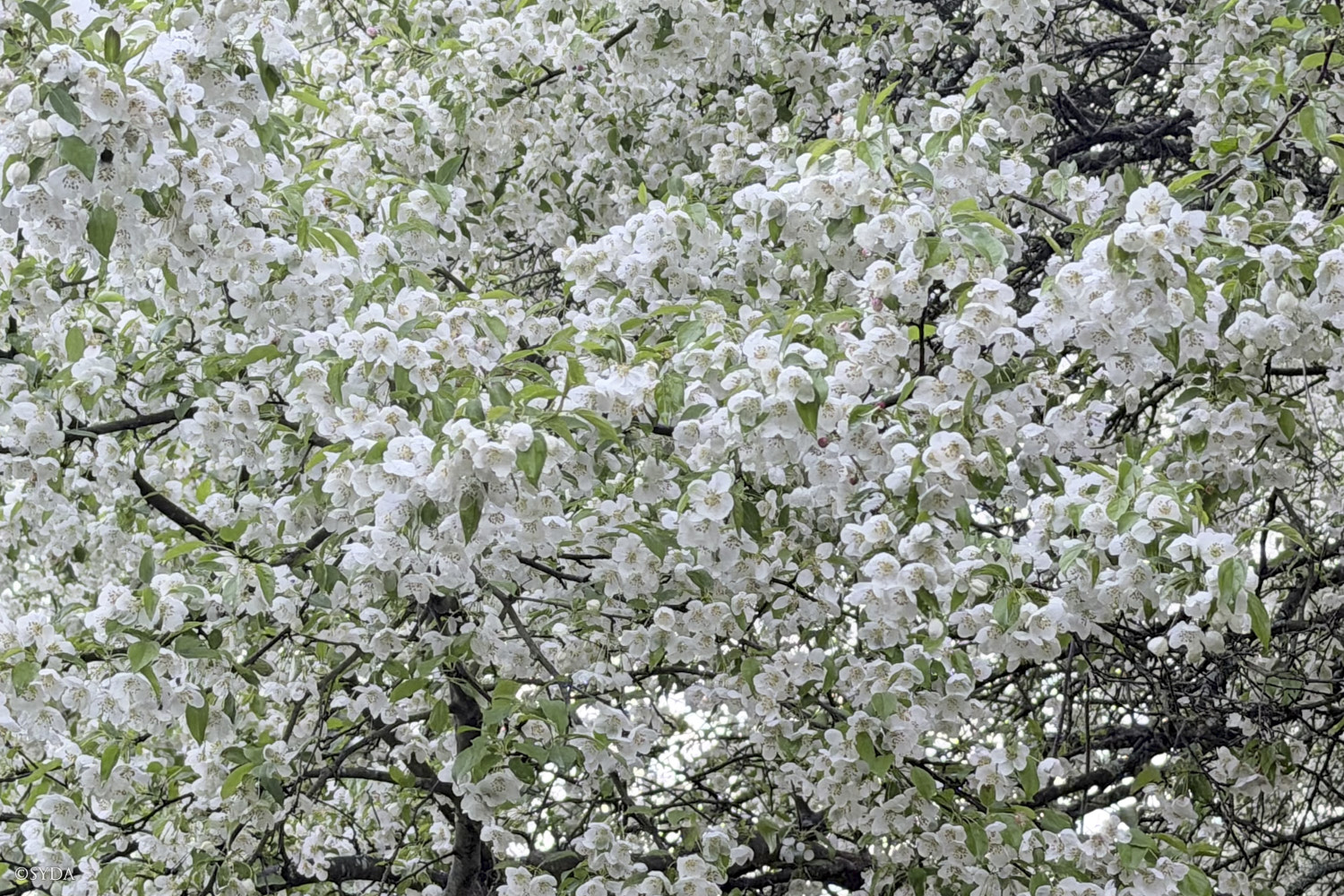 Nature Image