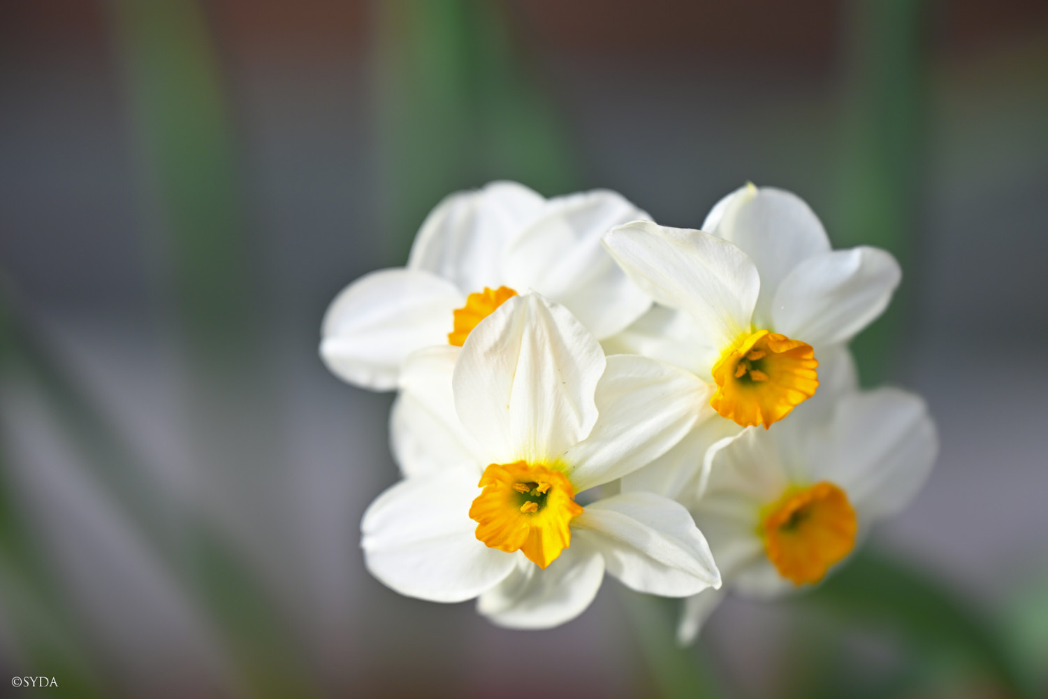 Nature Image