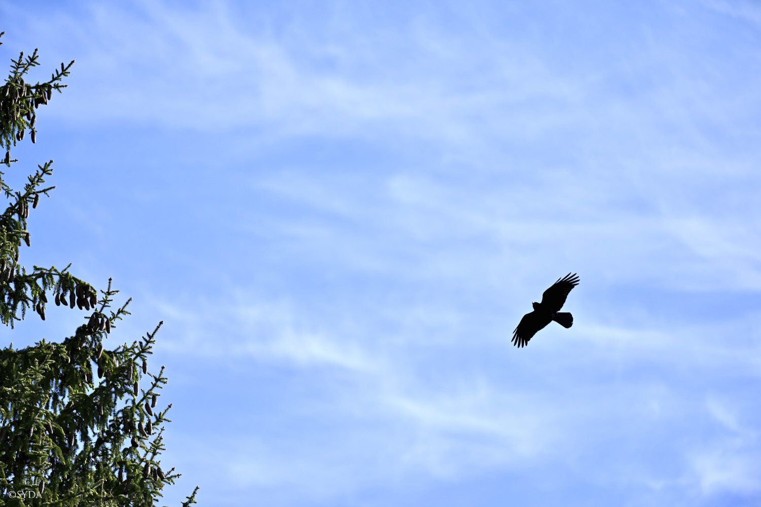 Nature Image