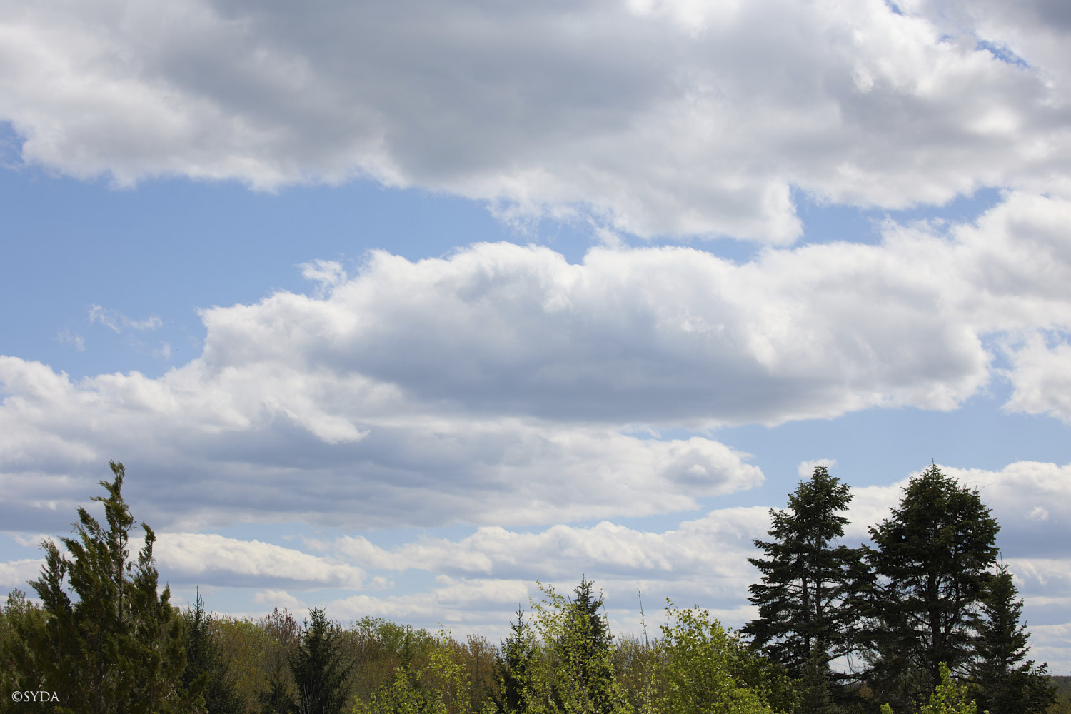 Nature Image