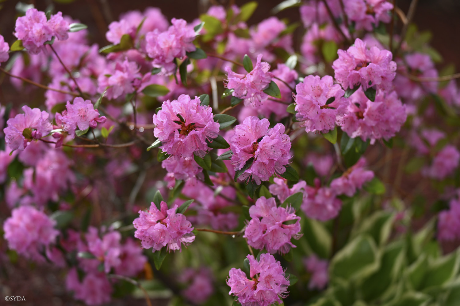 Nature Image