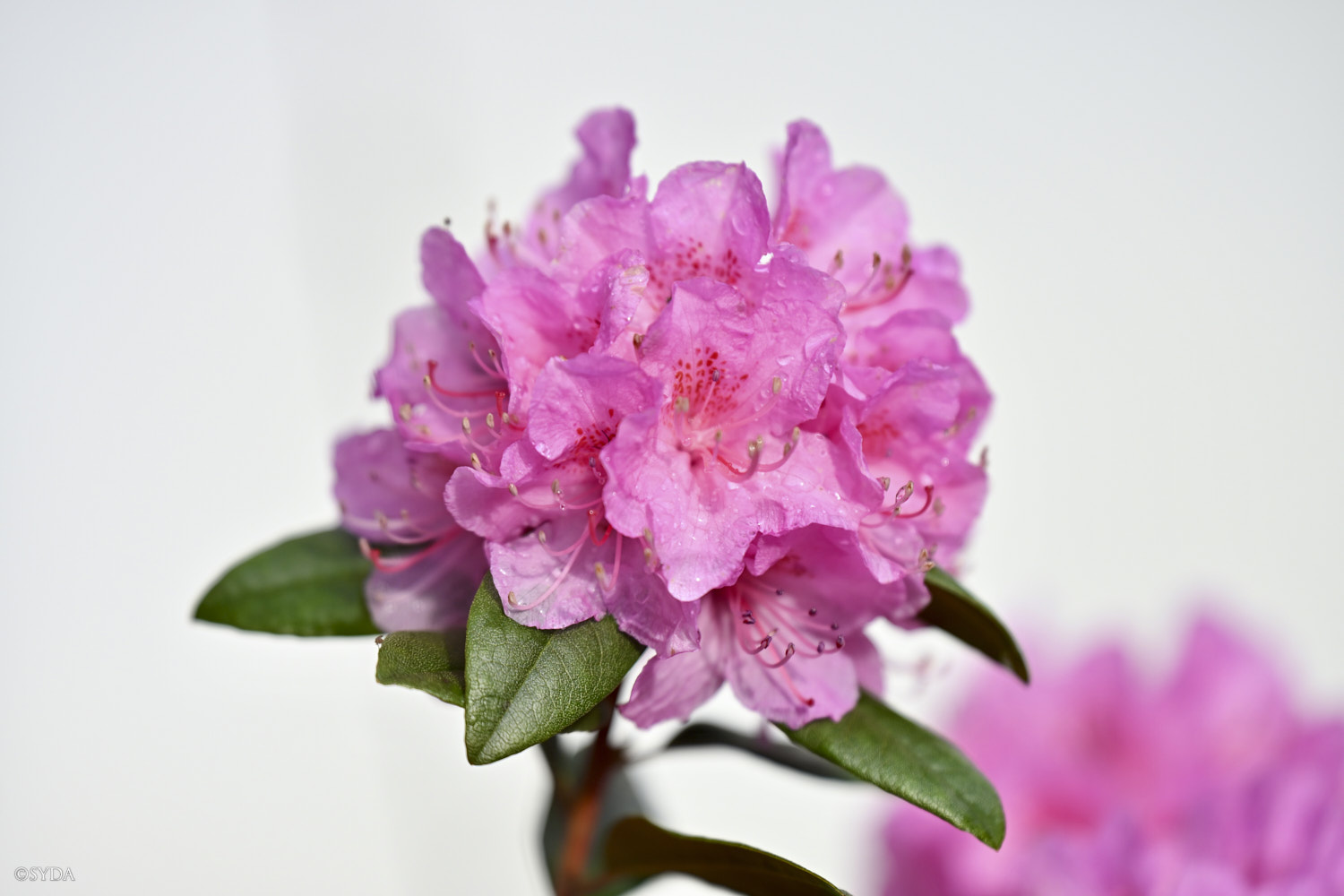 Nature Image